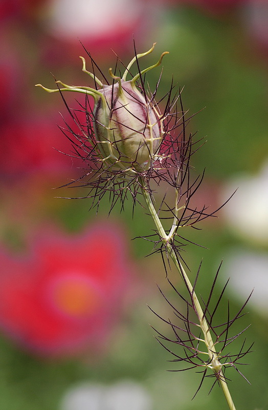 120709 Tiere Blume Makro D31_5570 Kopie.jpg